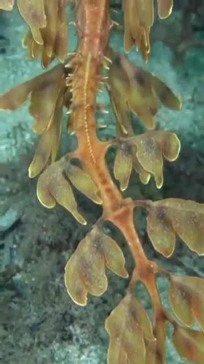 ? Leafy Seadragon Found Only in the Southern waters of Australia?
