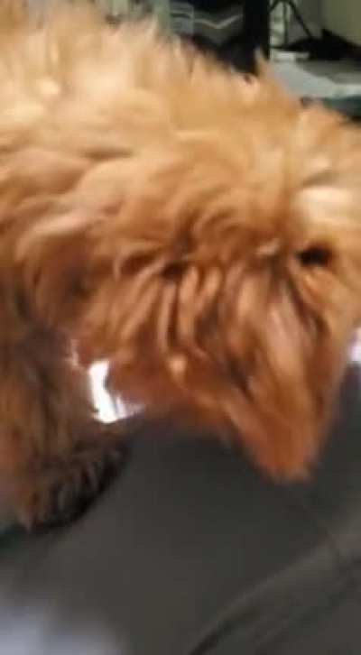 Dog killer