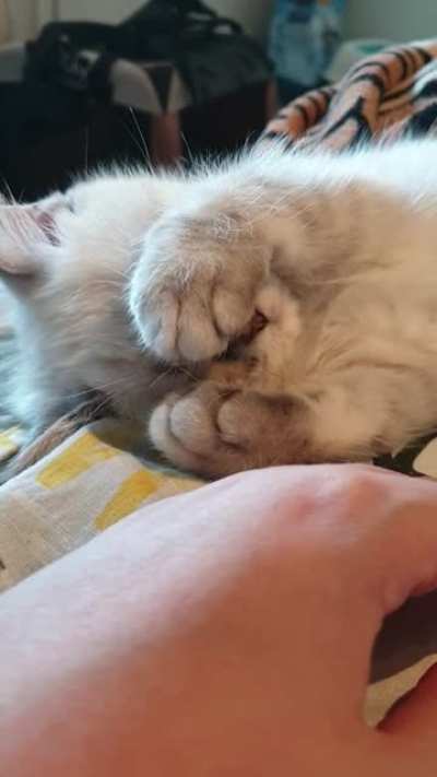 Sleep kitten sleep?
