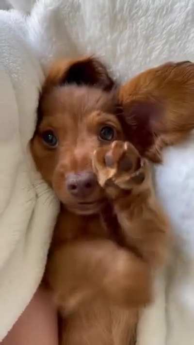So cute ?