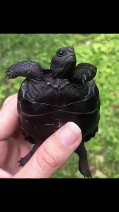? Black Galapagos Baby Tortoise