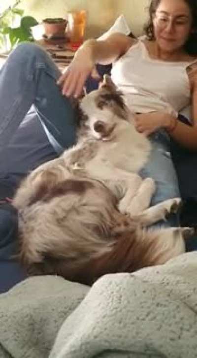 I think my dog is broken ?