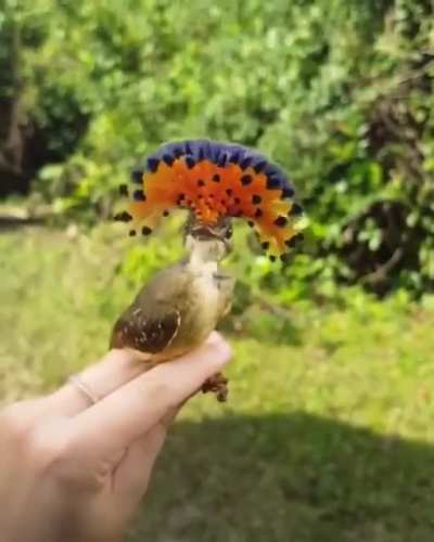 ? Royal flycatcher
