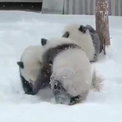 Aren’t these some cuties?