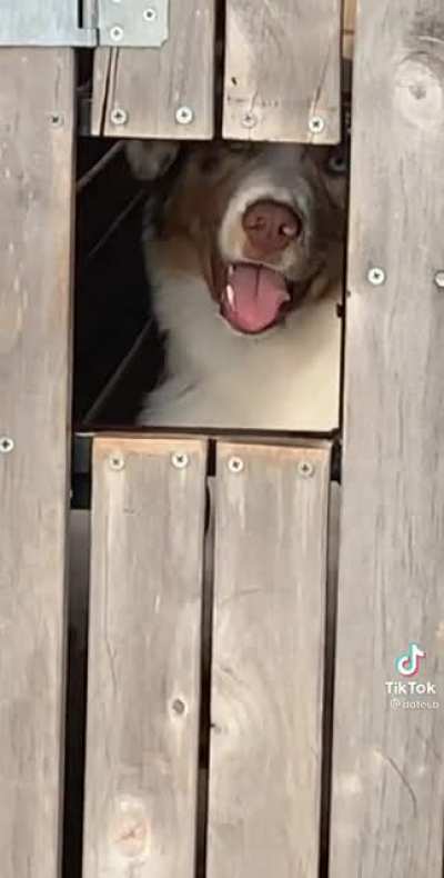 Shooting dogs?