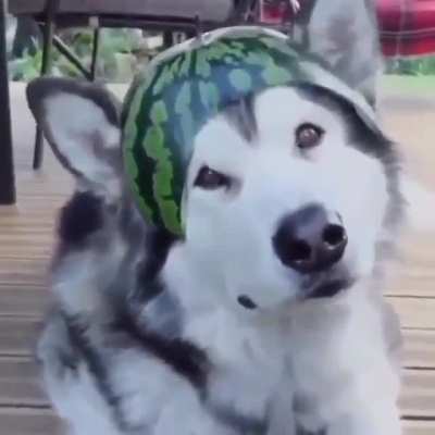 He’s a good boi ?