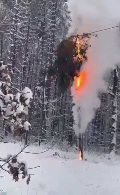 A tree collapsed on a power line in Poland (watch until the end)