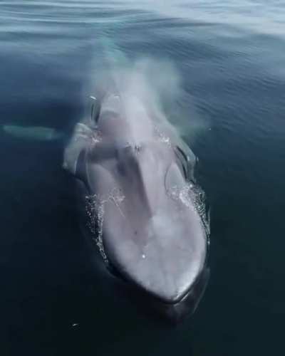 ? whale comes up for a breather