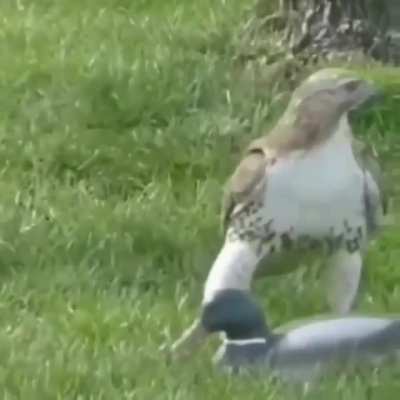 ? Confused Hawk smacks a fake duck