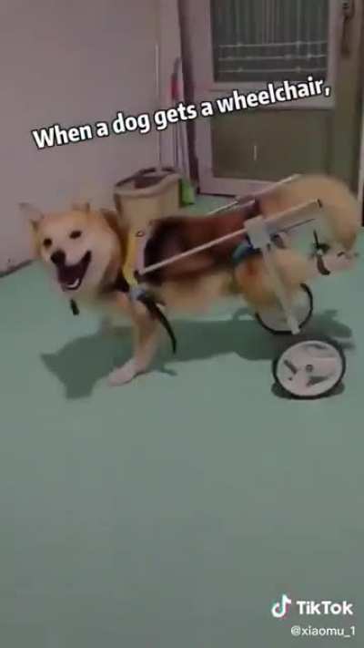 This dog's human made him a wheelchair, and his smiles say it all