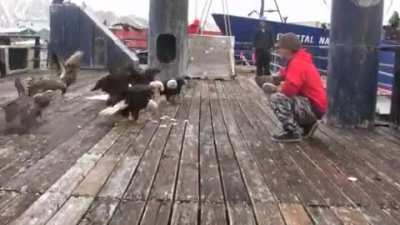 ? Feeding the Alaskan Pigeons ?