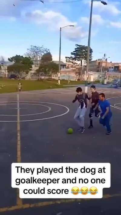 Goalkeeper dog