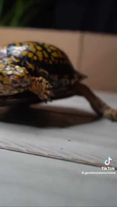 Otis VS Roach City