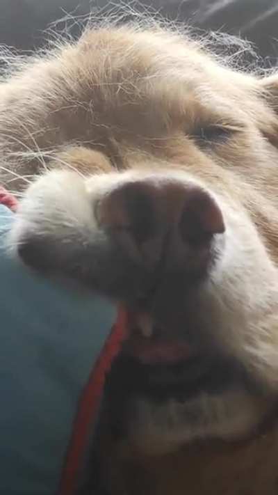 Weeks ago, I posted he was ill. After a very succesful surgery, seems to be comfy at home ?