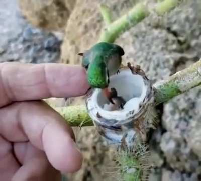? Hummingbird's small chicks ?