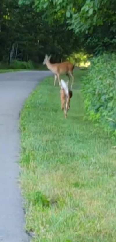 Had an "encounter" on the bike trail this morning!