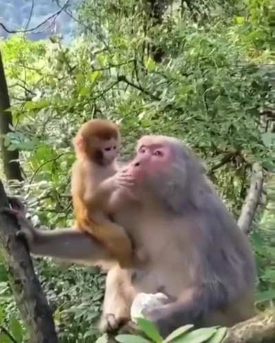 ? Baby monkey stopped by parent from misbehaving and responds with affection.