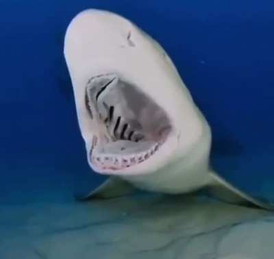 ? Aquatic dentistry.