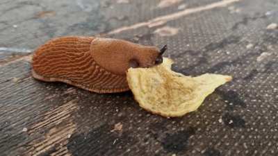 Today I saw this slug eating crisps.. looks kind of cute ?