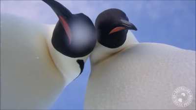 ? Curious emperor penguins investigate a wildlife camera.