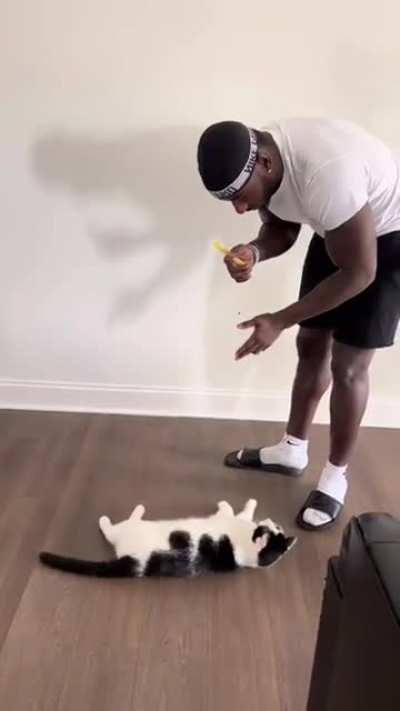 This owner managed to teach his cat some cool tricks that normally cats won't do.