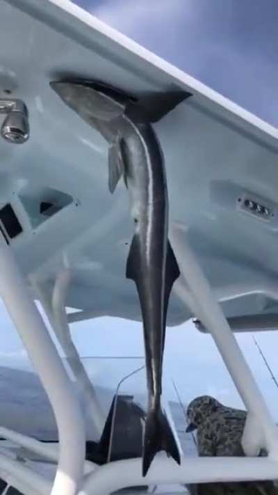 Shark sucker ?
