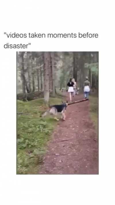 Dog and a stick
