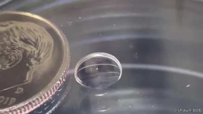 That little white speck is a human egg next to a coin. And here are ten human eggs all clustered together