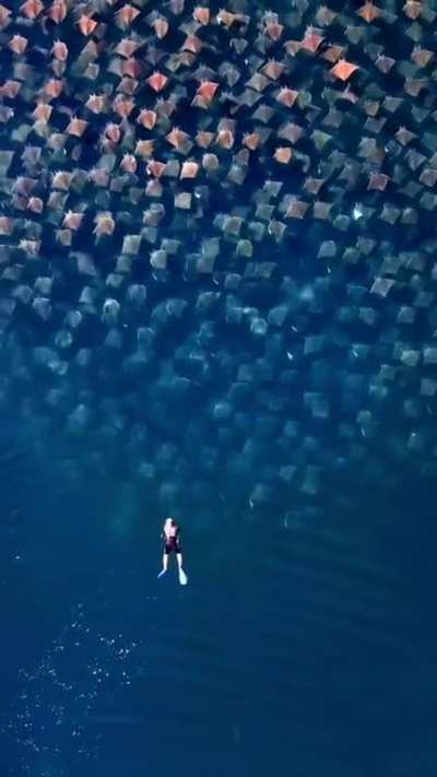 ? This stunning overhead view of a massive stingray migration in Baja