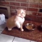 Watch till the end!