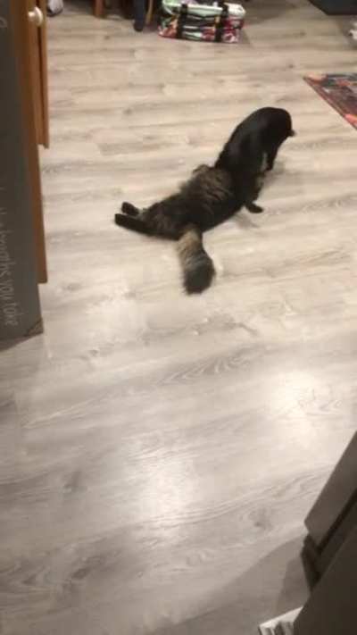 asserting dominance