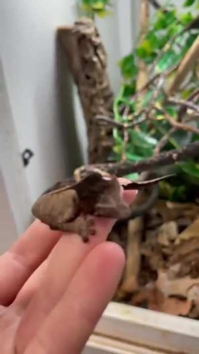 ? Leaf Tailed Gecko indigenous to Madagascar. A master of camouflage ?