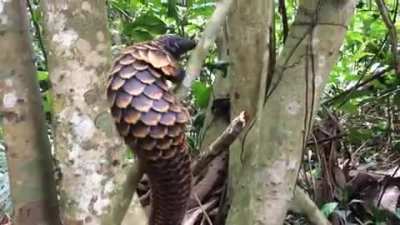 Just in case you've never seen a Pangolin climbing a tree.