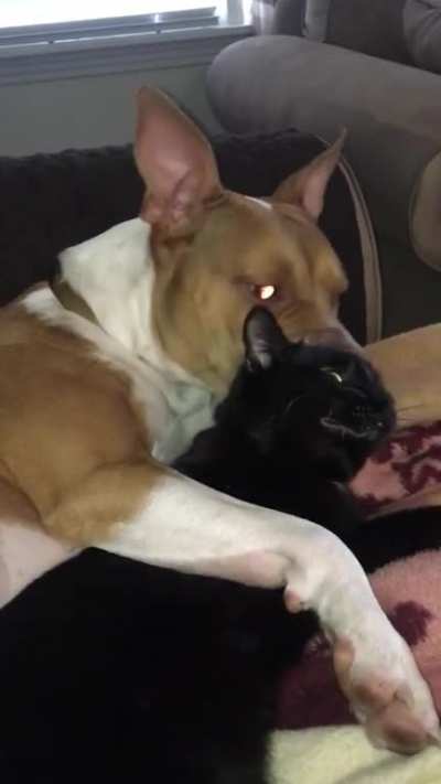 Barb spooning &amp; grooming her sister