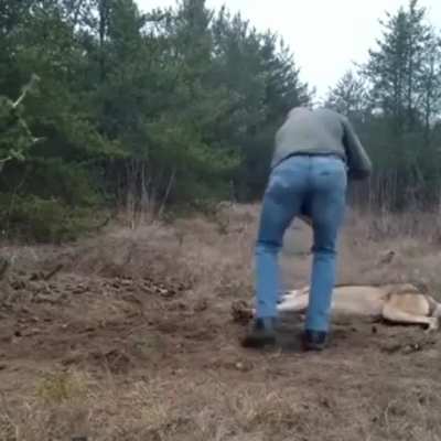 ? Good guy saves a trapped wolf