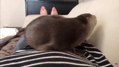 " I Need Scritches! " ?