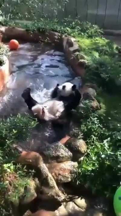 ? Adorable Panda