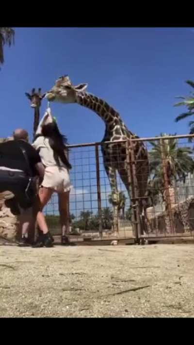 Feeding the giraffe ?