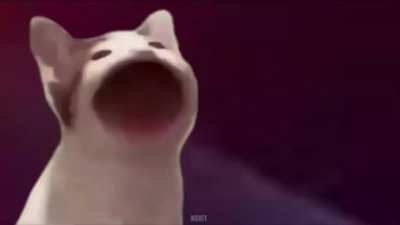 Why are you what you are , cat edition