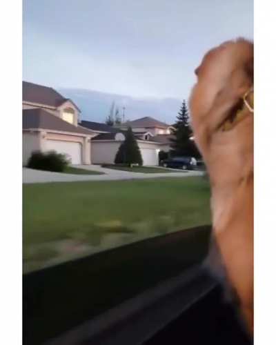 Doggo has 0 balls now