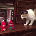 Cats are such assholes.