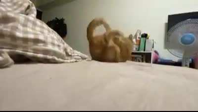 My cat hissed at itself after it bit its own tail