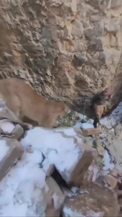 ? Fortunate Hiker Survives A Close Encounter With A Mountain Lion