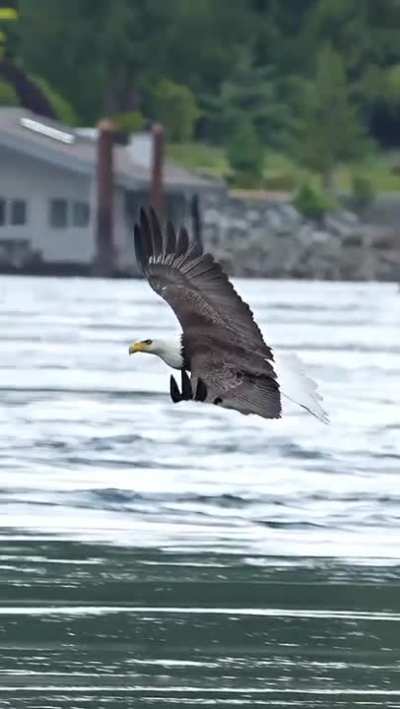 Eagle catches the fish and eat it in mid air!