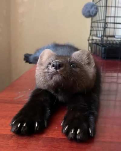 ? This sable is preposterously cute. :o <3