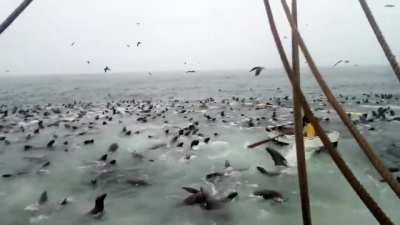 ? A swarm of sea lions swam into the net and started eating all the fish
