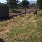 WCGW if I get near a lion?