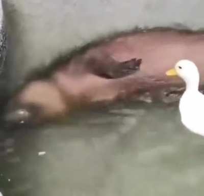 a brutal attack on capybara day?