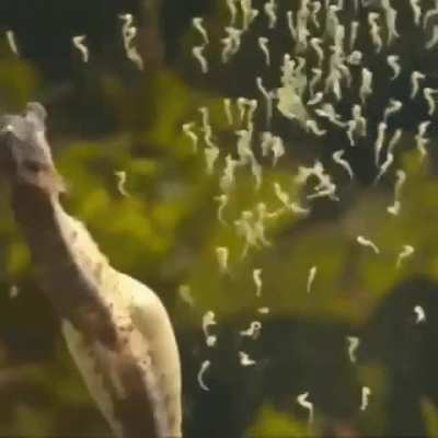 ? Male seahorse giving birth.