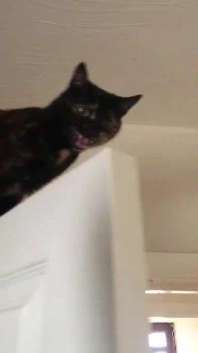 Dumbass got stuck on top of the door